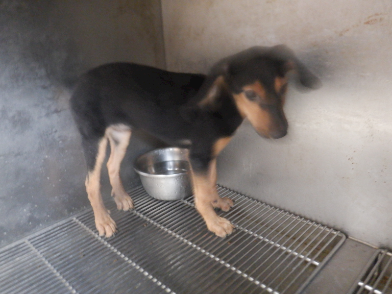 南投縣公立動物收容所,編號:428722, 混種犬          