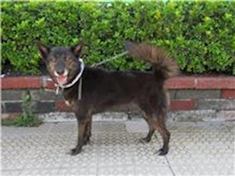 南投縣公立動物收容所,編號:28345, 混種犬          