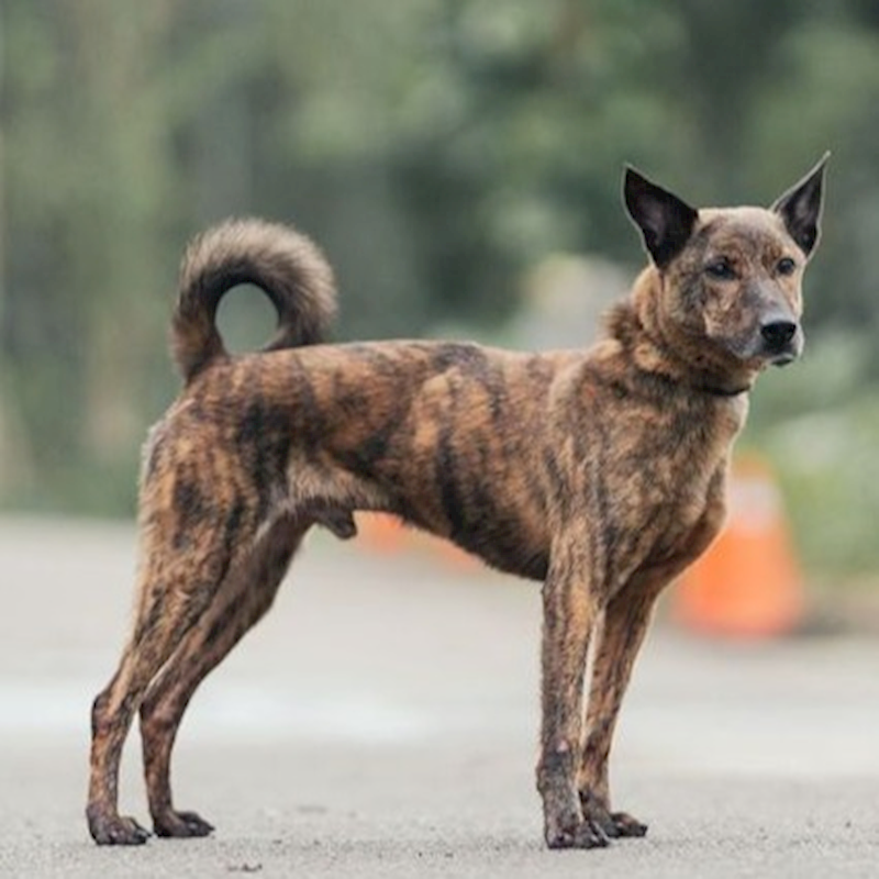 新北市中和區公立動物之家,編號:356998, 混種犬          
