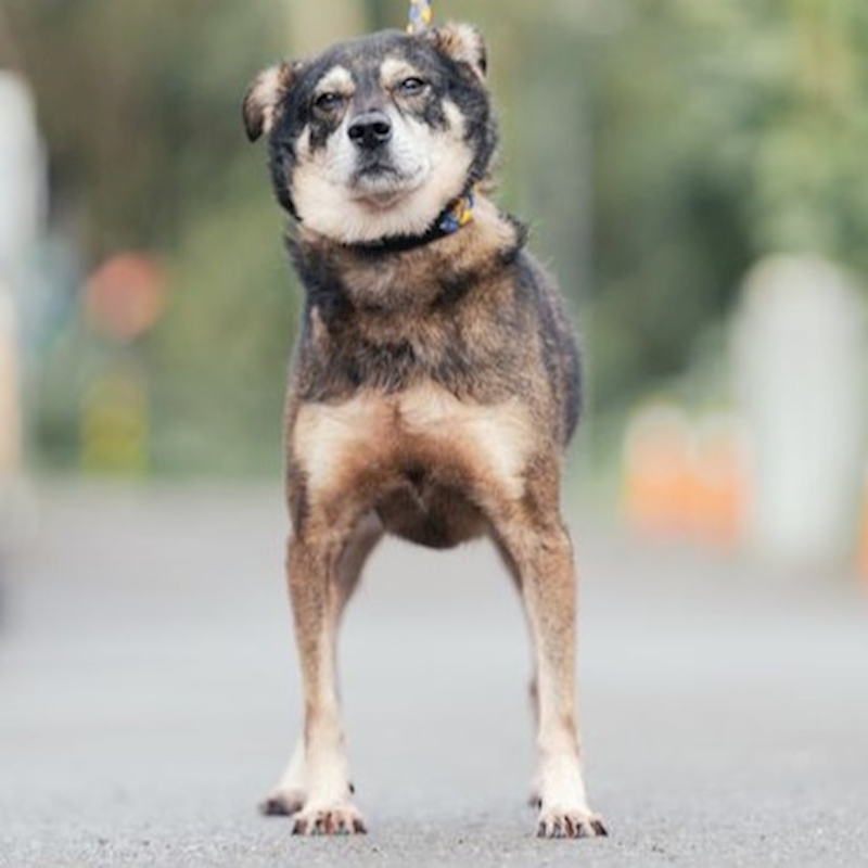 新北市中和區公立動物之家,編號:356478, 混種犬          