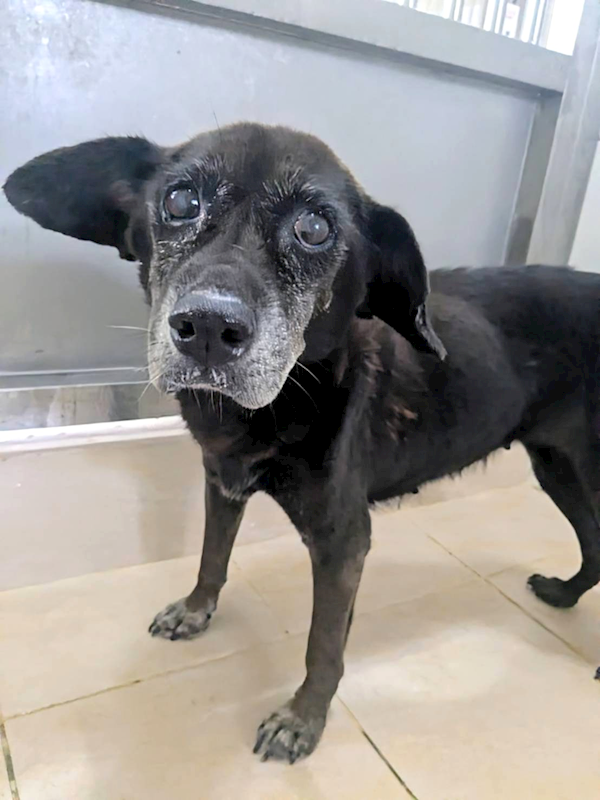 新竹縣動物保護教育園區,編號:429388, 混種犬          