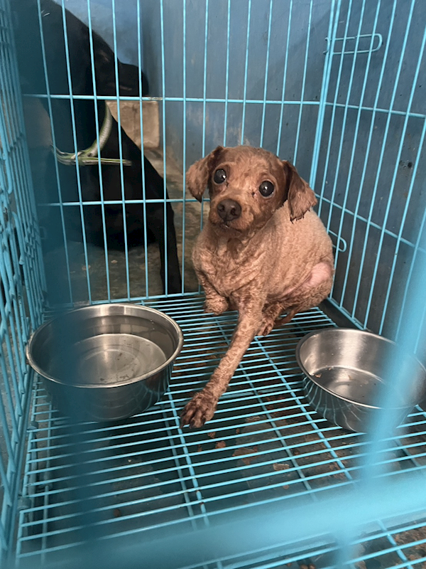 苗栗縣動物保護教育園區,編號:430366, 貴賓犬        