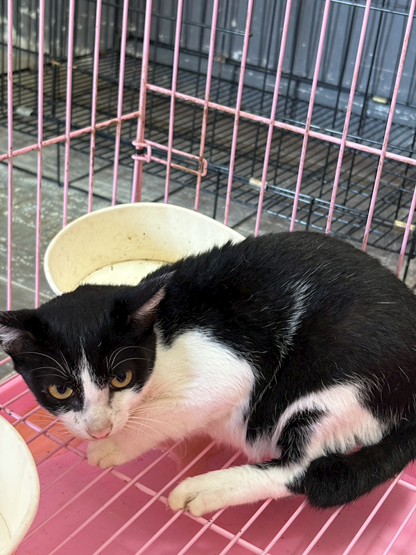 臺東縣動物收容中心,編號:429809, 混種貓                 