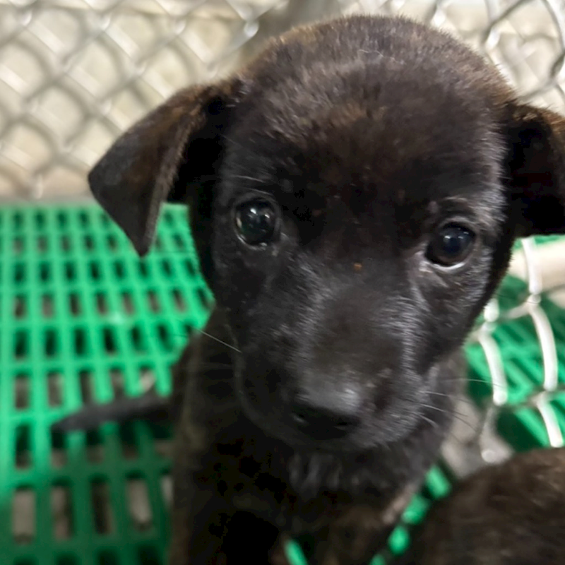 臺東縣動物收容中心,編號:430499, 混種犬          