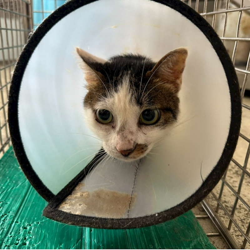 臺北市動物之家,編號:429543, 混種貓                 