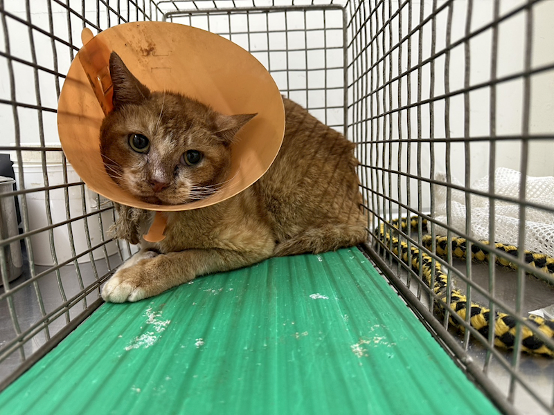 臺北市動物之家,編號:361765, 混種貓                 