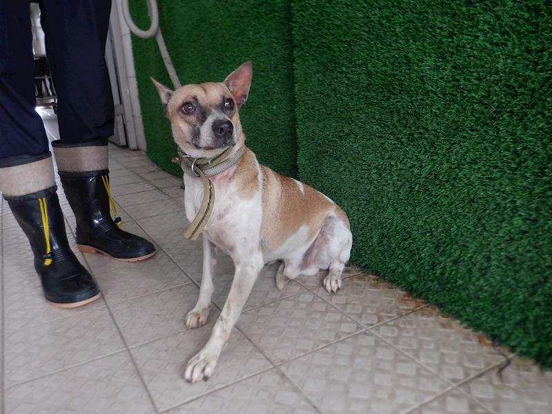 南投縣公立動物收容所,編號:429340, 混種犬          