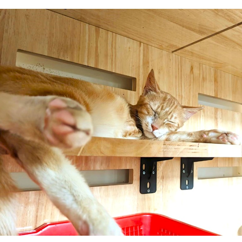 新竹縣動物保護教育園區,編號:402320, 混種貓                 