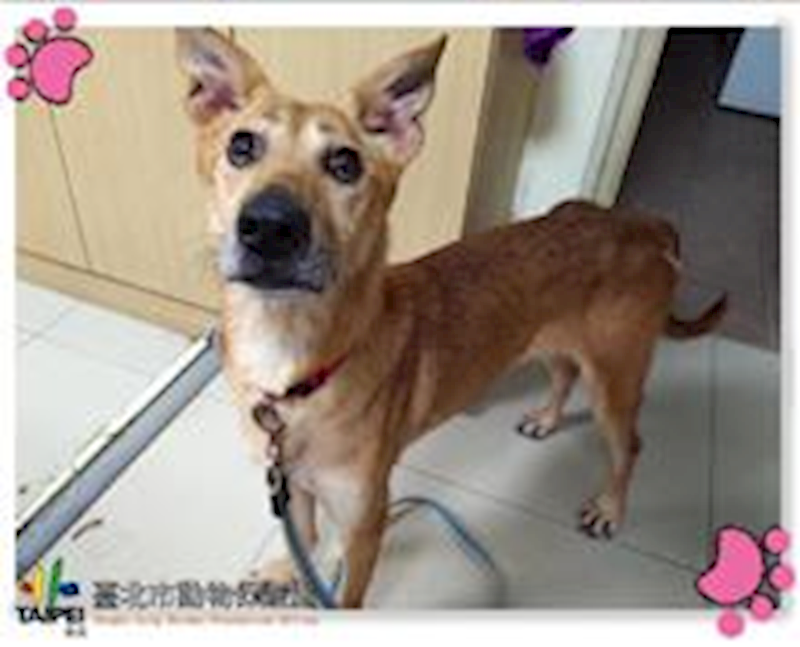 臺北市動物之家,編號:189918, 混種犬          