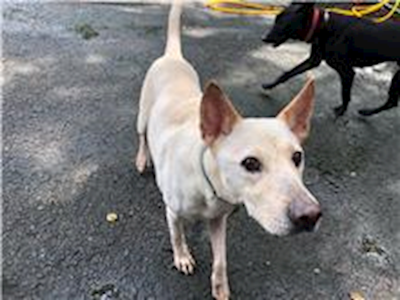 臺北市動物之家,編號:62675, 混種犬          