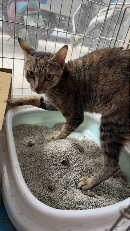 新北市八里區公立動物之家,編號:430512, 混種貓                 