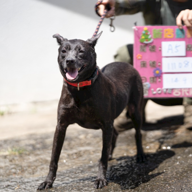 新北市新店區公立動物之家,編號:269046, 混種犬          