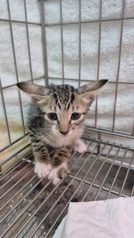 新北市八里區公立動物之家,編號:423513, 混種貓                 