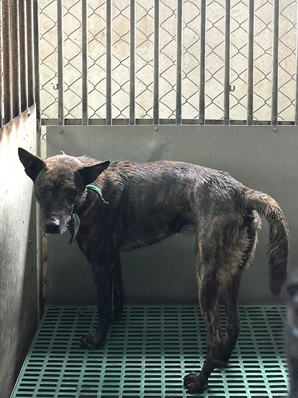 彰化縣流浪狗中途之家,編號:427206, 混種犬          