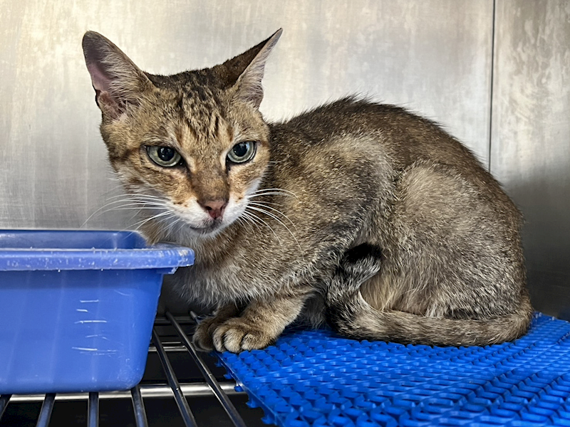 桃園市動物保護教育園區,編號:409702, 混種貓                 