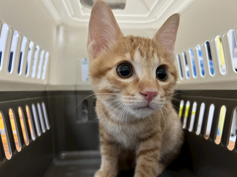 桃園市動物保護教育園區,編號:424777, 混種貓                 