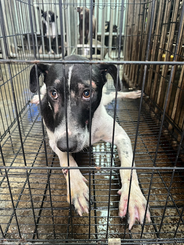 彰化縣流浪狗中途之家,編號:419595, 混種犬          