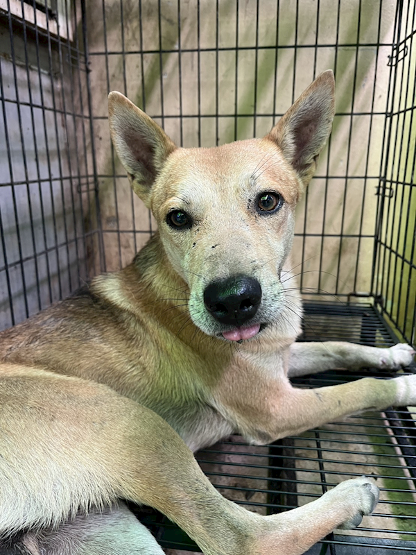 彰化縣流浪狗中途之家,編號:427029, 混種犬          