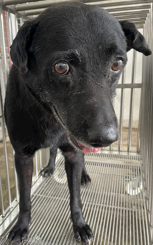 花蓮縣狗貓躍動園區,編號:426842, 混種犬          