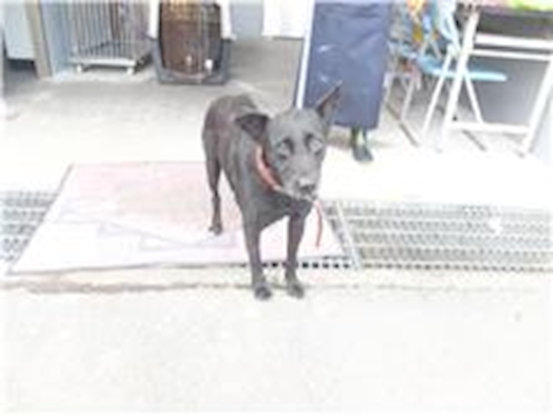 新北市板橋區公立動物之家,編號:229026, 混種犬          