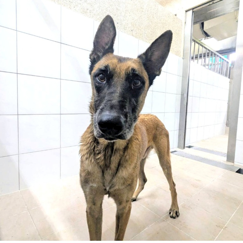 新竹縣動物保護教育園區,編號:427556, 比利時狼犬