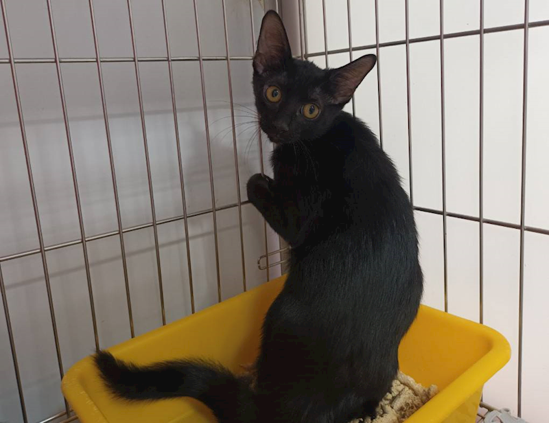 新北市板橋區公立動物之家,編號:424092, 混種貓                 