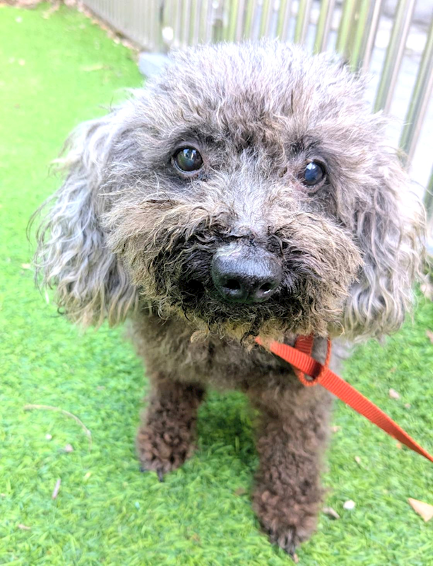 新竹縣動物保護教育園區,編號:428729, 貴賓犬        