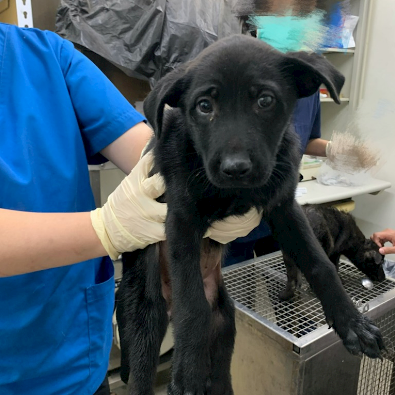 臺北市動物之家,編號:430598, 混種犬          