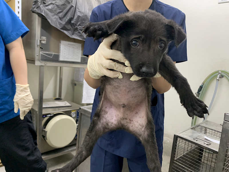 臺北市動物之家,編號:430597, 混種犬          