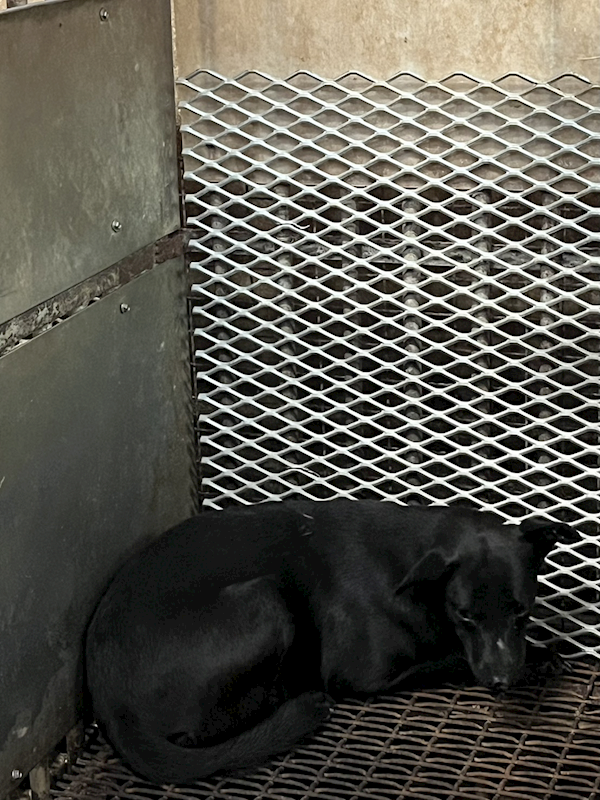 彰化縣流浪狗中途之家,編號:429239, 混種犬          