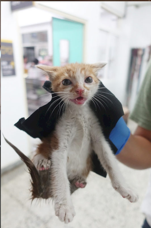 宜蘭縣流浪動物中途之家,編號:430604, 混種貓                 