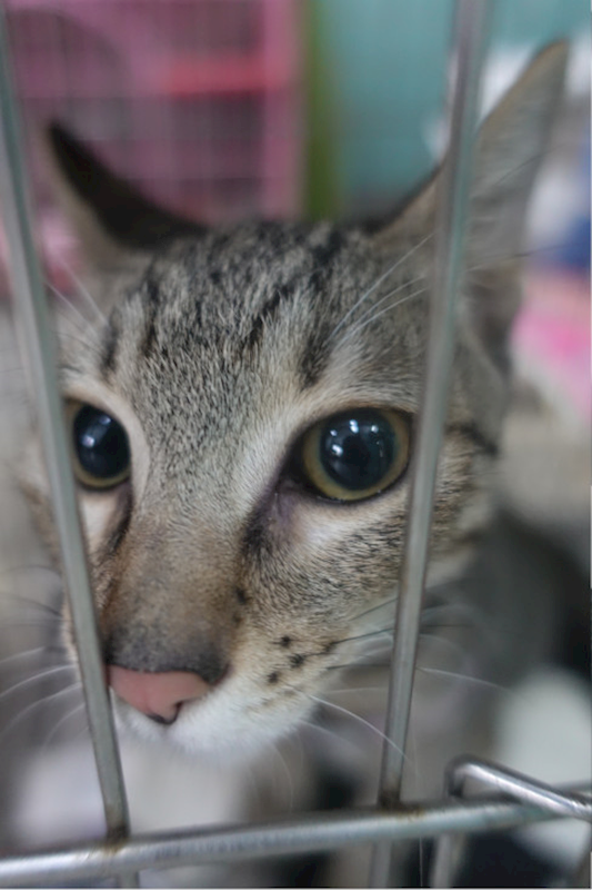 宜蘭縣流浪動物中途之家,編號:430601, 混種貓                 