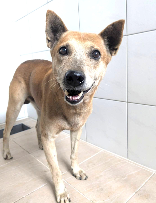 新竹縣動物保護教育園區,編號:430280, 混種犬          