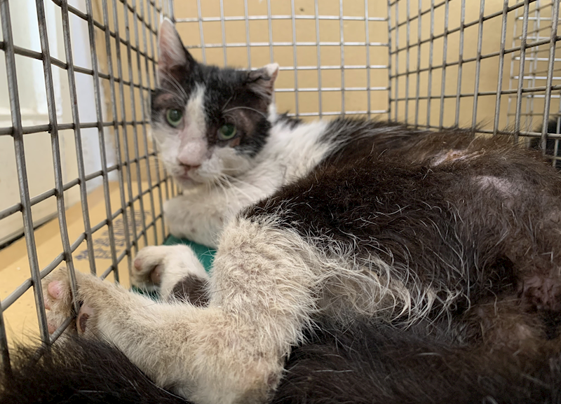 臺北市動物之家,編號:421897, 混種貓                 