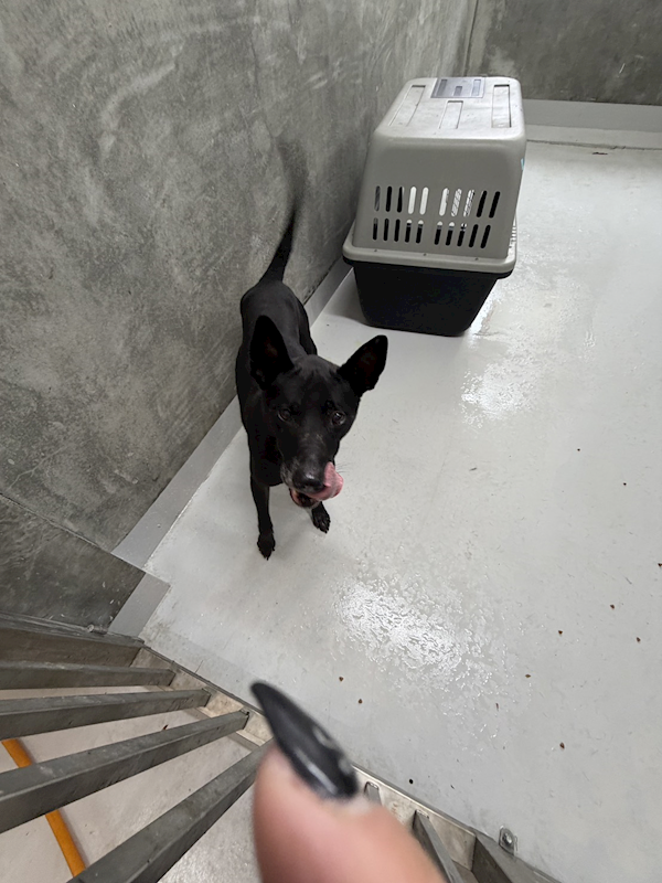 基隆市寵物銀行,編號:430563, 混種犬          