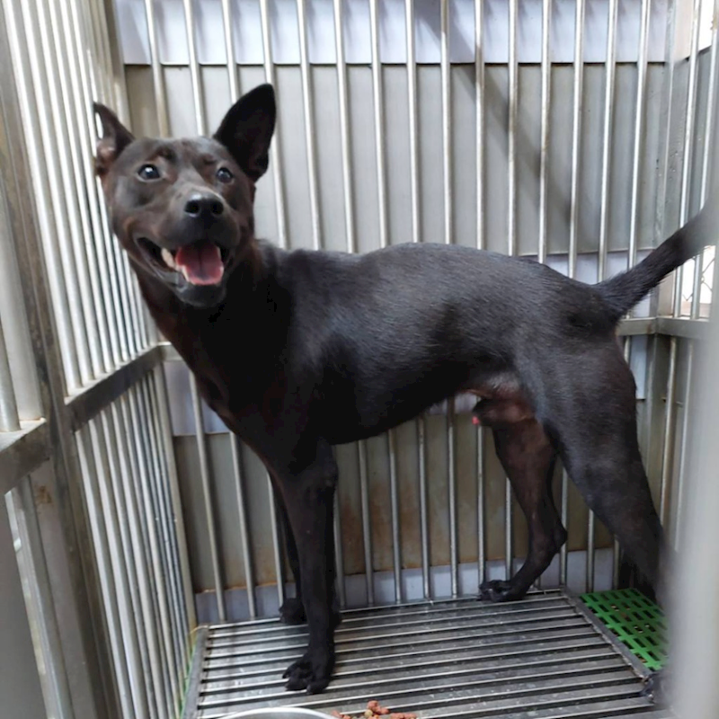 新北市五股區公立動物之家,編號:430562, 混種犬          