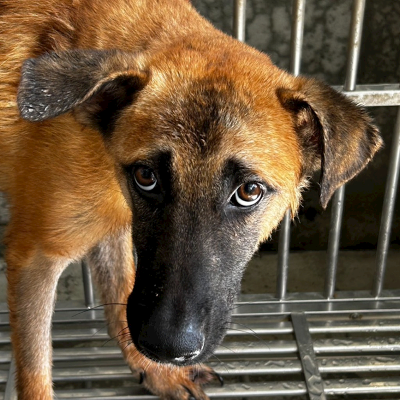 澎湖縣流浪動物收容中心,編號:351234, 混種犬          