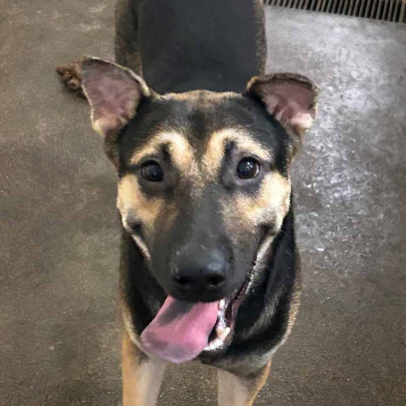 澎湖縣流浪動物收容中心,編號:348796, 混種犬          