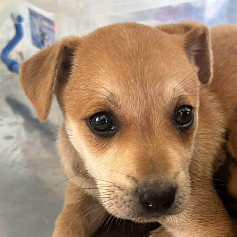 澎湖縣流浪動物收容中心,編號:417449, 混種犬          