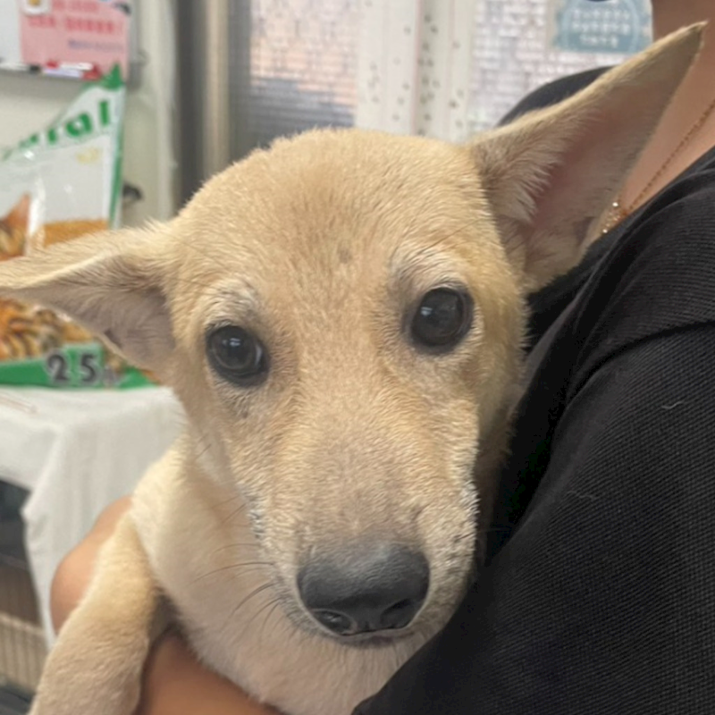 澎湖縣流浪動物收容中心,編號:426520, 混種犬          