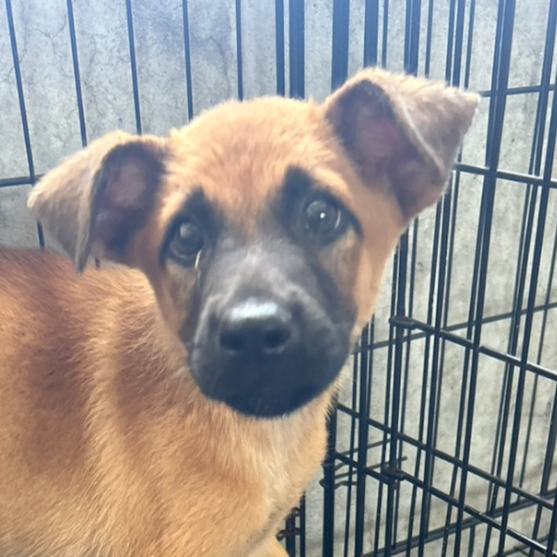 澎湖縣流浪動物收容中心,編號:414356, 混種犬          