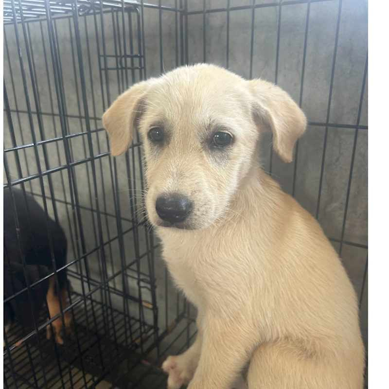 澎湖縣流浪動物收容中心,編號:416390, 混種犬          