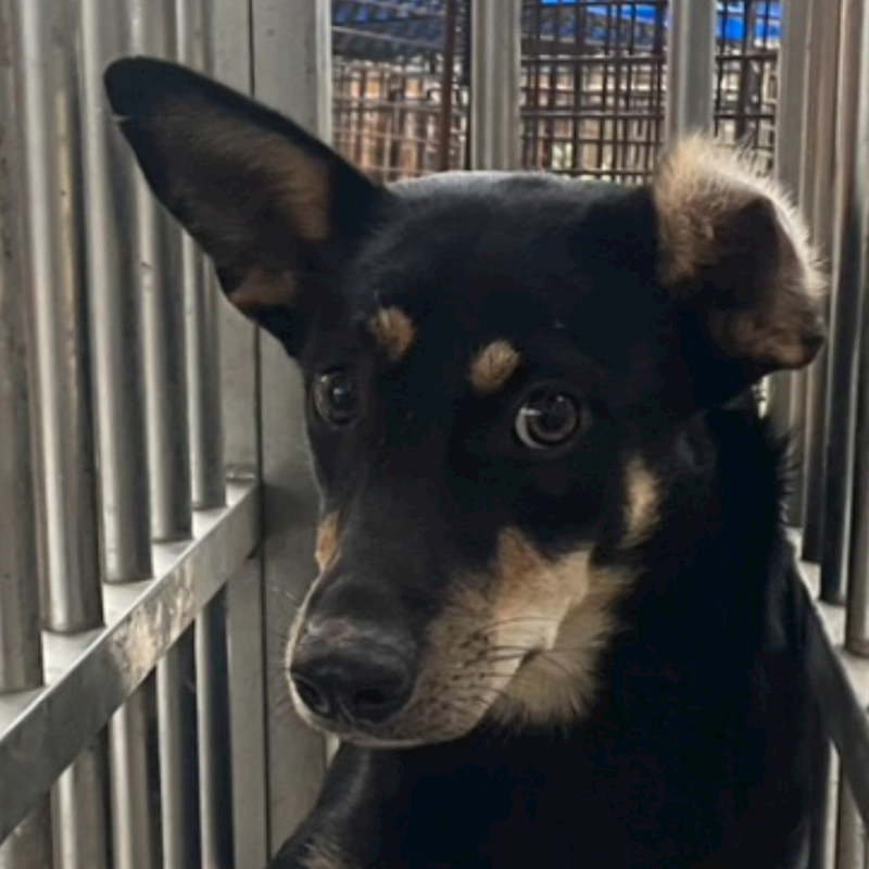 澎湖縣流浪動物收容中心,編號:426515, 混種犬          