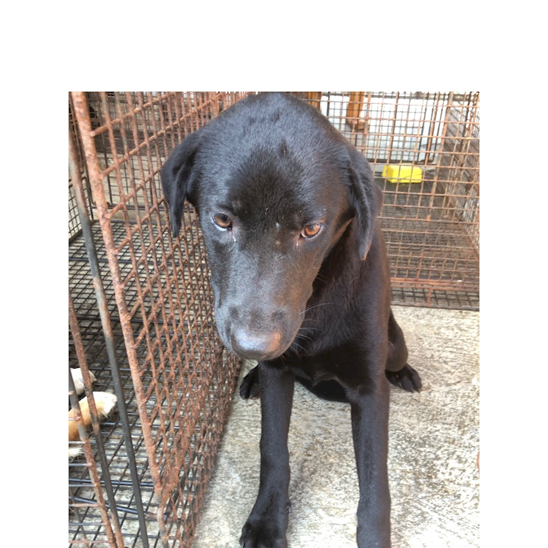 澎湖縣流浪動物收容中心,編號:311162, 混種犬          