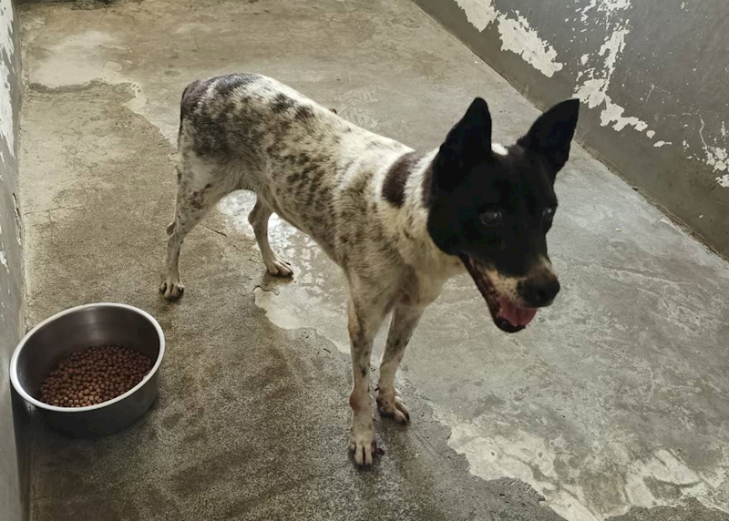 新竹市動物保護教育園區,編號:430700, 混種犬          