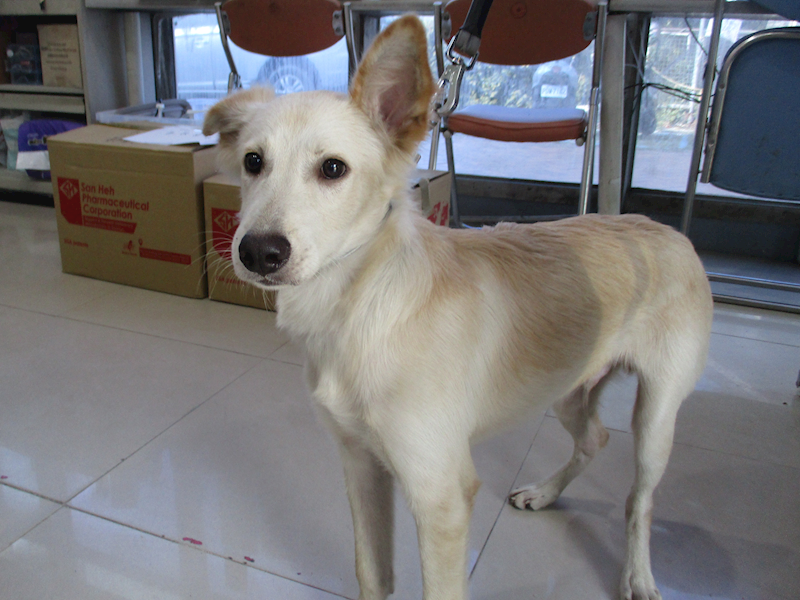 高雄市壽山動物保護教育園區,編號:430041, 混種犬          