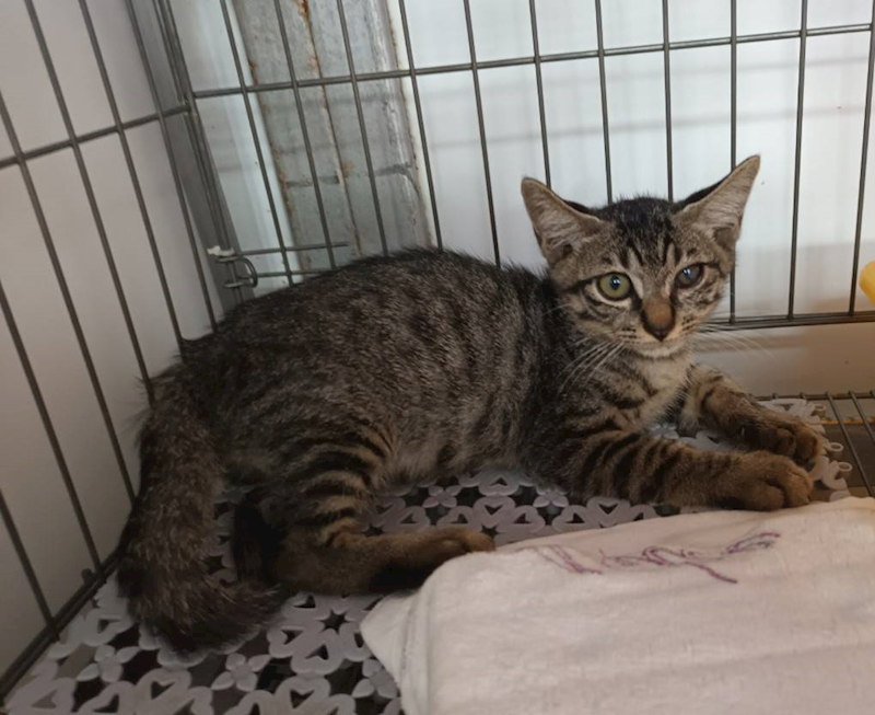 新北市板橋區公立動物之家,編號:420827, 混種貓                 