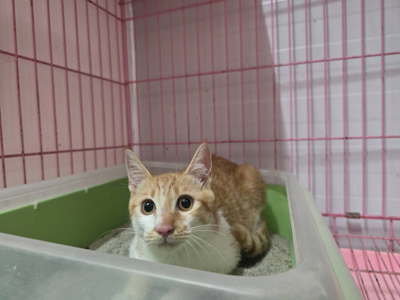 臺北市動物之家,編號:422244, 混種貓                 