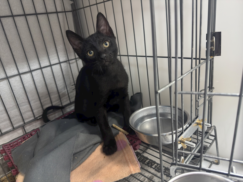 新北市板橋區公立動物之家,編號:427299, 混種貓                 