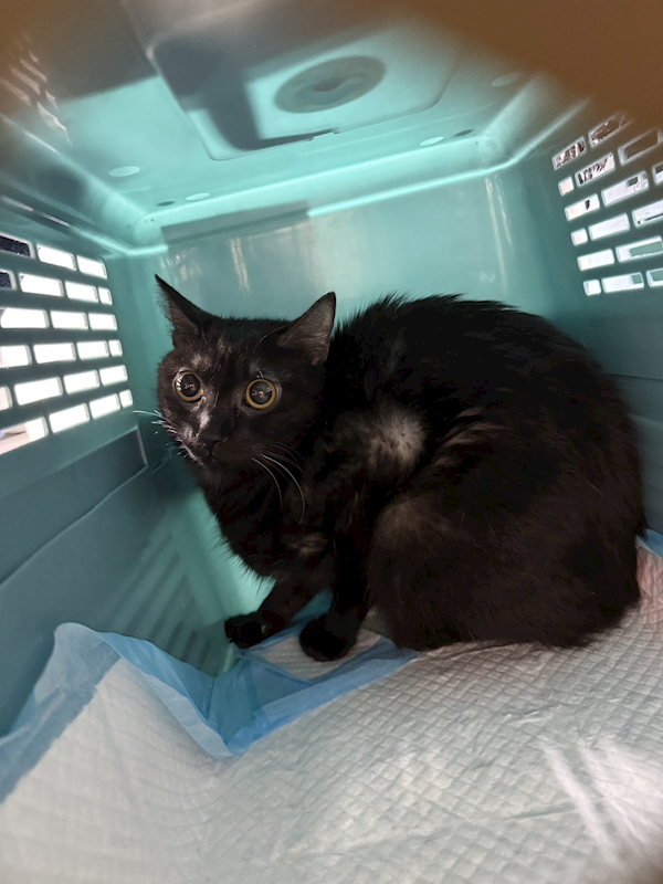 新北市板橋區公立動物之家,編號:427046, 混種貓                 